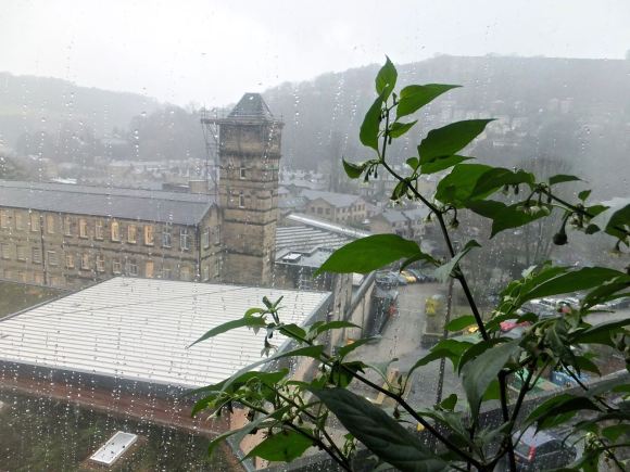 Bedroom view, 8/1/15