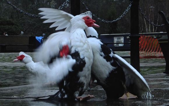 Ducks fighting, 3/1/15