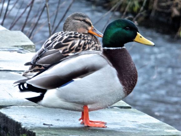 Mallard couple, 6/1/15