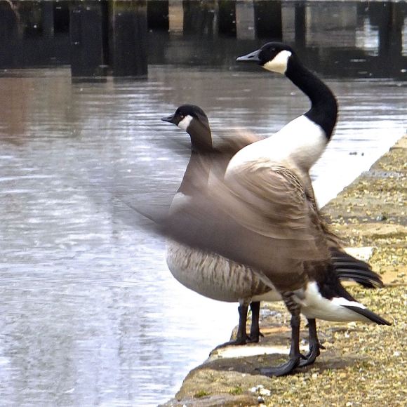 Canada geese, 25/2/15