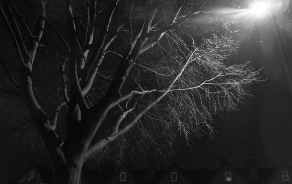 Caroline's tree, 13/2/15