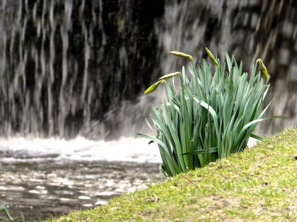 Daffodils by canal, 15/3/15