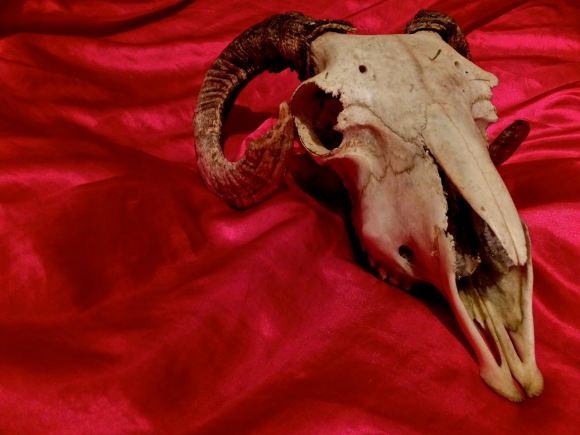 Sheep skull, 11/3/15