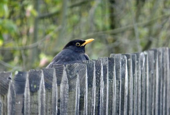 Blackbird and fence, 28/4/15