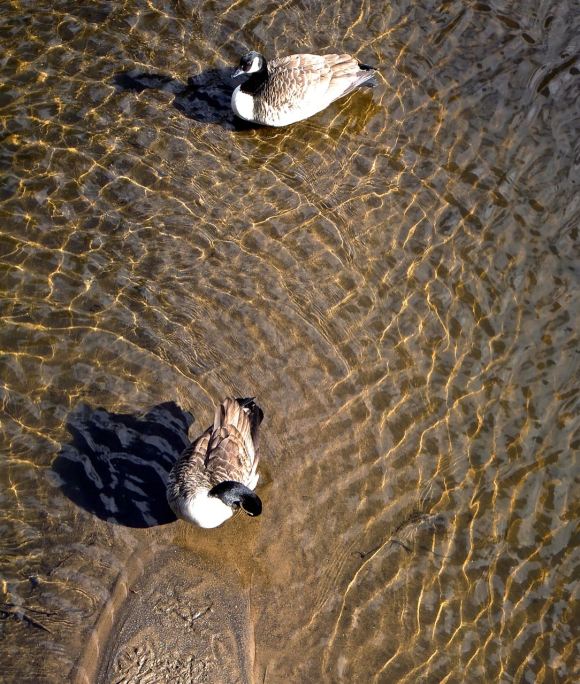 Geese, 7/4/15