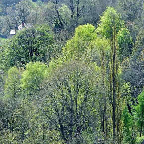 Spring growth, 26/4/15