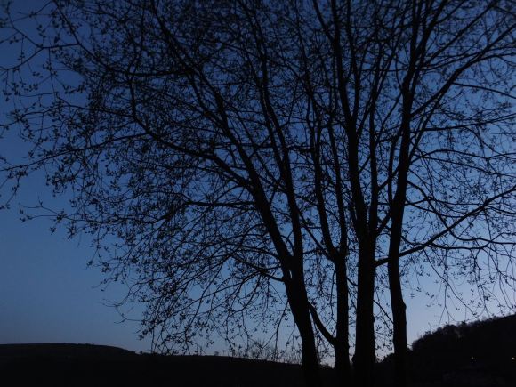 Tree at dusk, 14/4/15