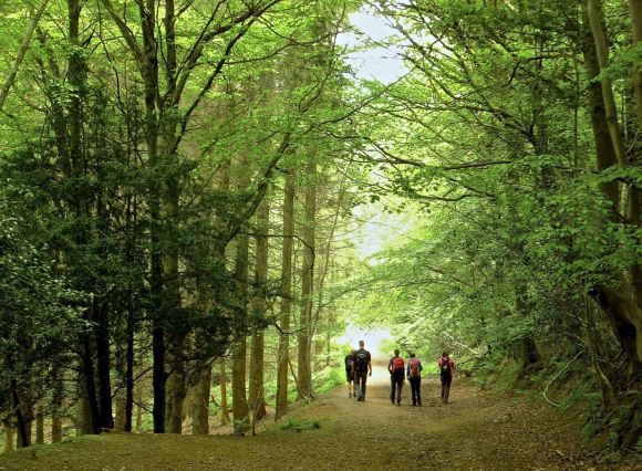 Near Symonds Yat, 17/5/15