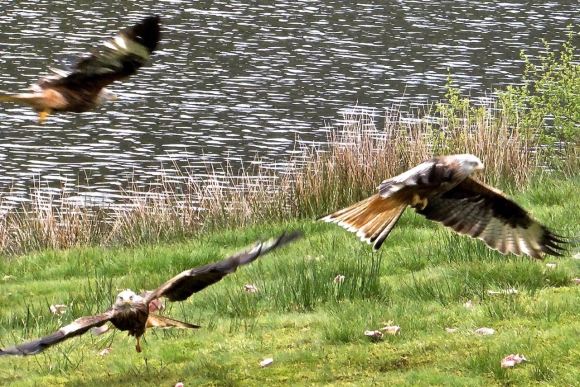 Red kites, 14/5/15