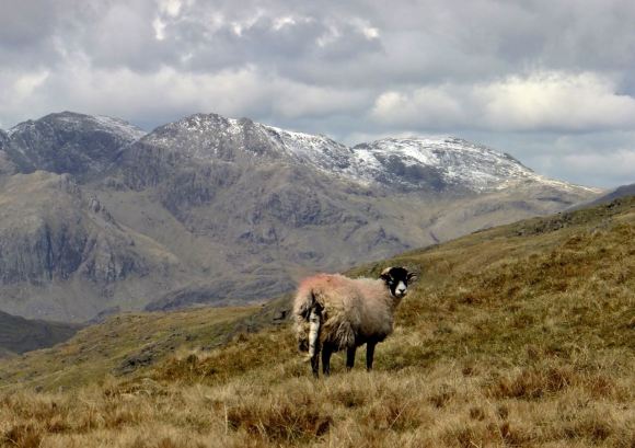 Sheep, Ill Crag, Great End, 1/1/15