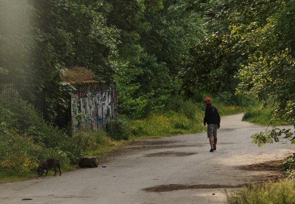 Evening dog walk, 16/6/15