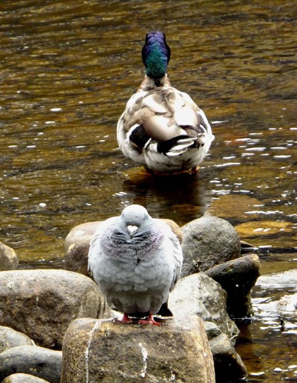 Pigeon/duck schism, 20/6/15