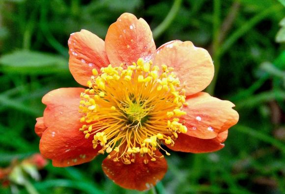 Pollen laden, 6/6/15