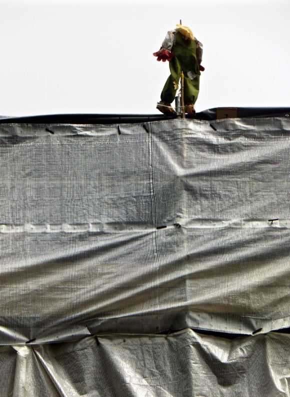 Scaffolding scarecrow, 13/6/15