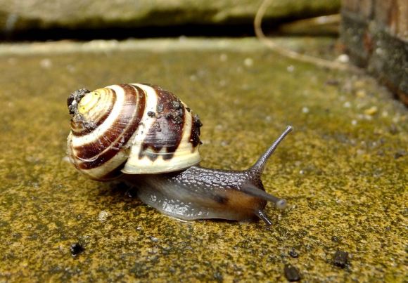 Snail, 17/6/15