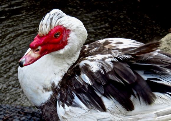 Muscovy duck, 17/5/15