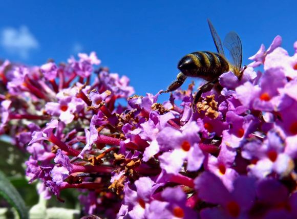 Bee and buddleia, 12/8/15