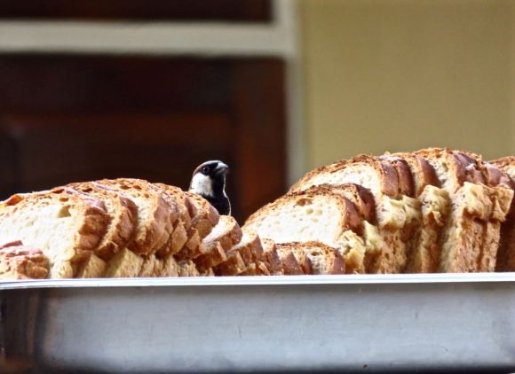 Bird and bread, 5/8/15
