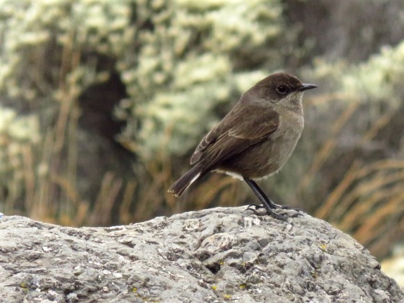 Bird in Karanga valley, 31/7/15