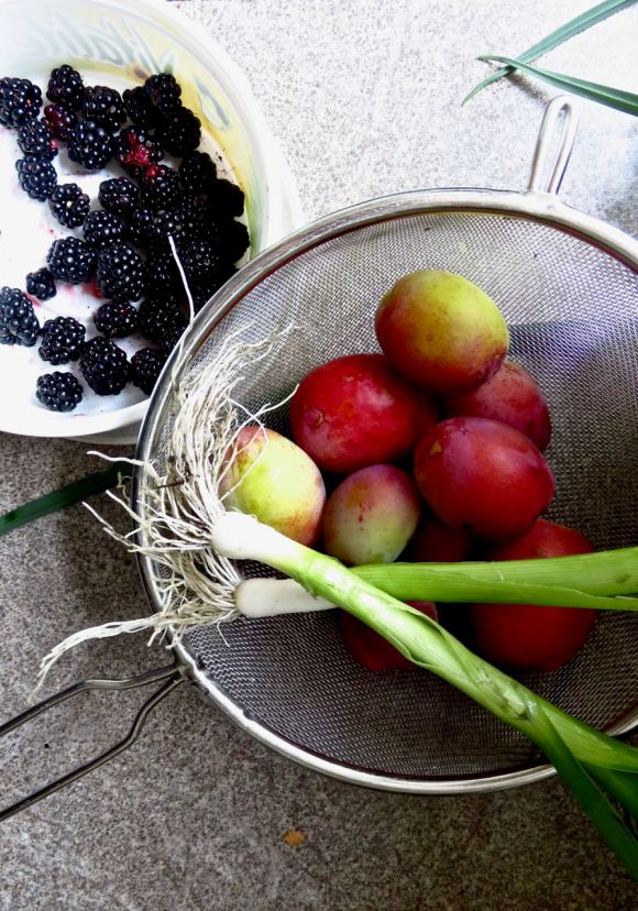 First harvest, 30/8/15