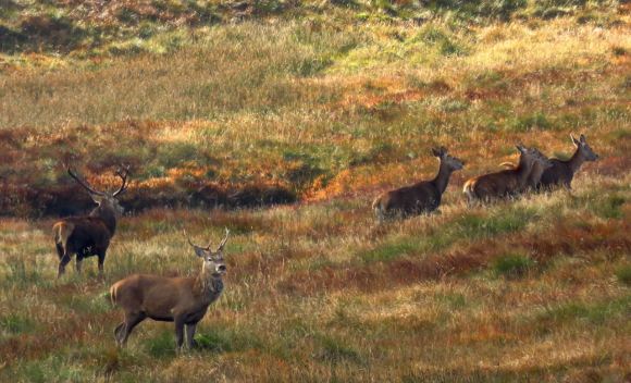 Bucks and does, 13/10/15