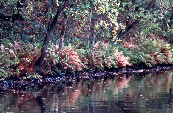 Canal and bracken, 24/10/15