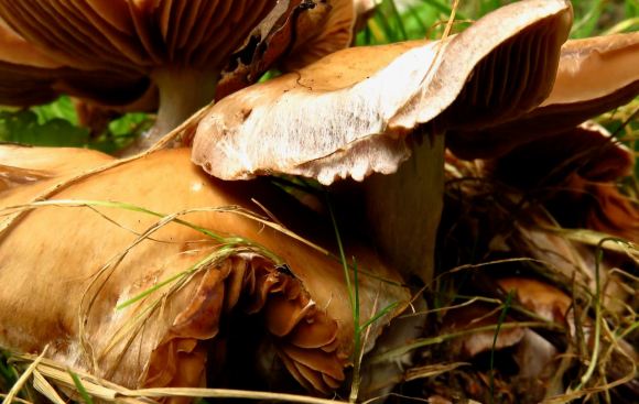 Toadstools, 11/10/15