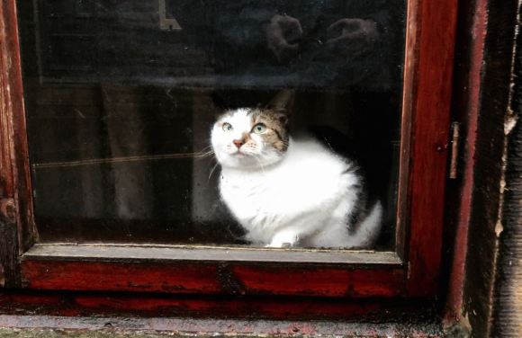 Cat behind window, 9/11/15