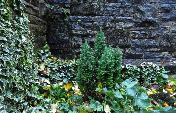 Leafy corner, 30/11/15