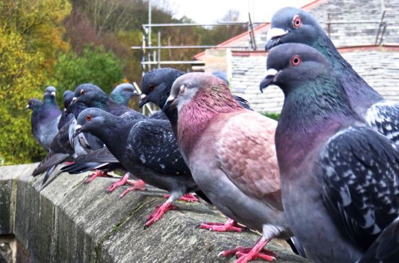 Pigeons on bridge, 11/11/15