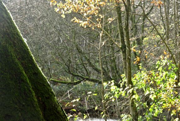 Rain shower, woods, 16/11/15