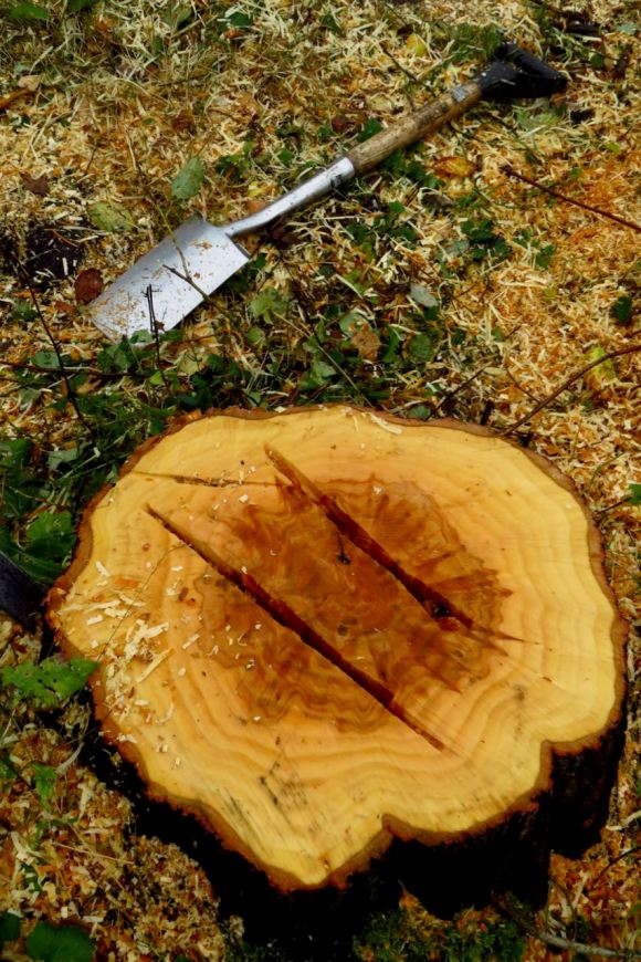 Tree stump, 14/11/15