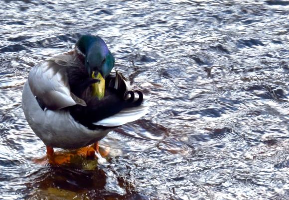Mallard, 20/12/15