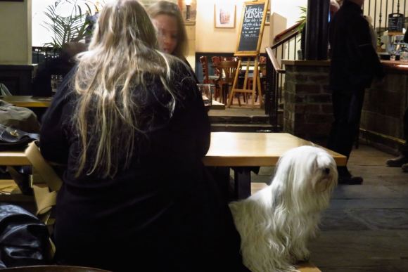 Dog/owner couple, 12/1/16