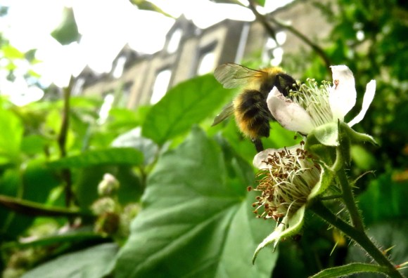 Bee on allotment, 12/7/16