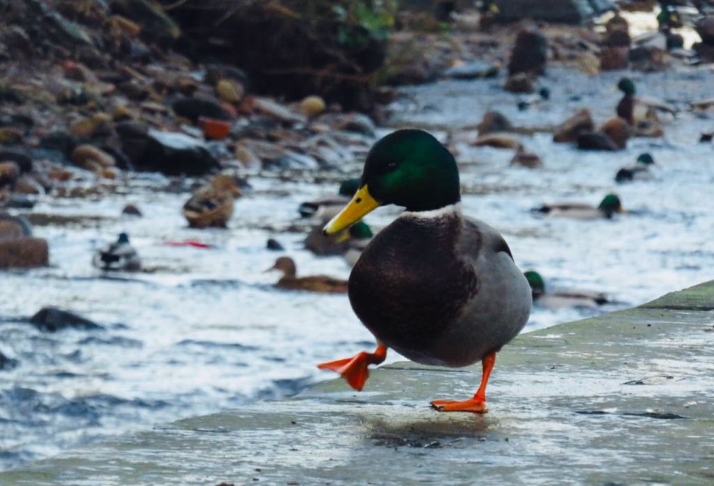Duck walk, 28/12/16