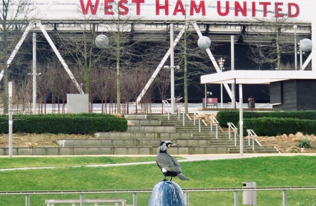 London cormorant, 29/1/17