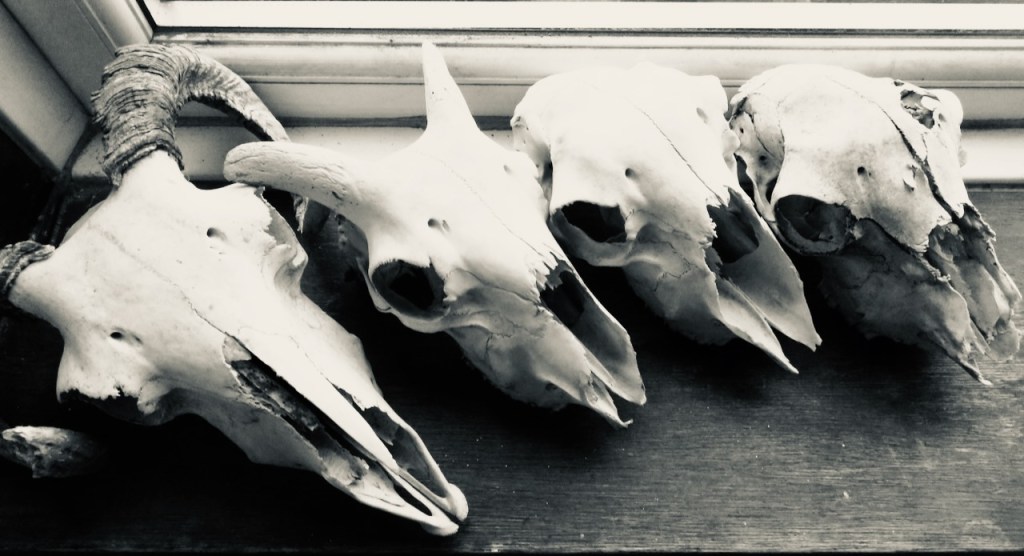 Sheep skulls, 3/1/17