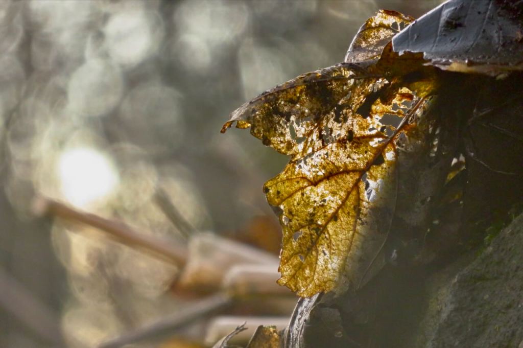 Leaf litter, 21/2/17