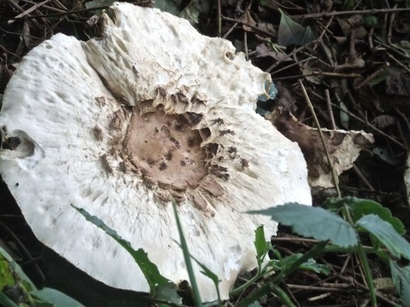 Garden fungus, 10/9/11