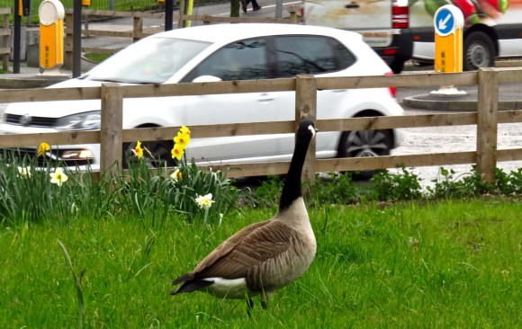 Lost goose, 30/3/17