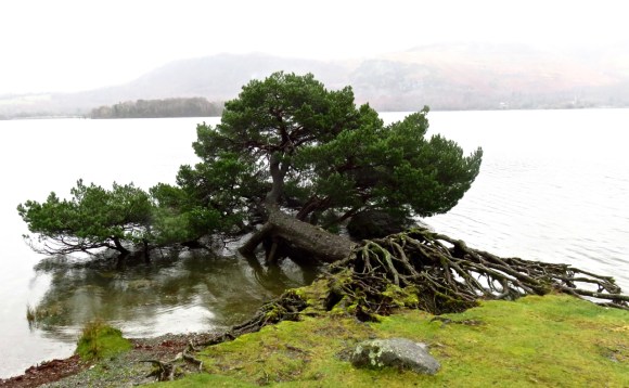 Lying down tree, 18/3/17