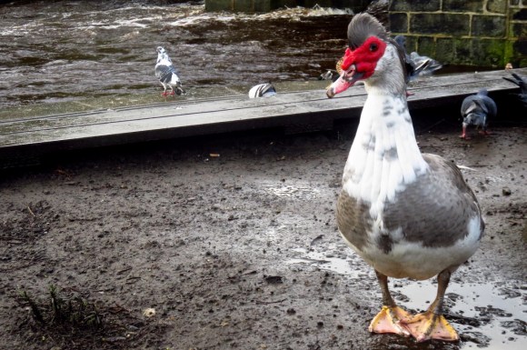 Muscovy duck, 19/3/17