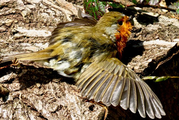 Sunbathing robin, 8/4/17