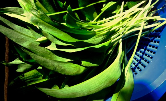 Wild garlic, 24/4/17