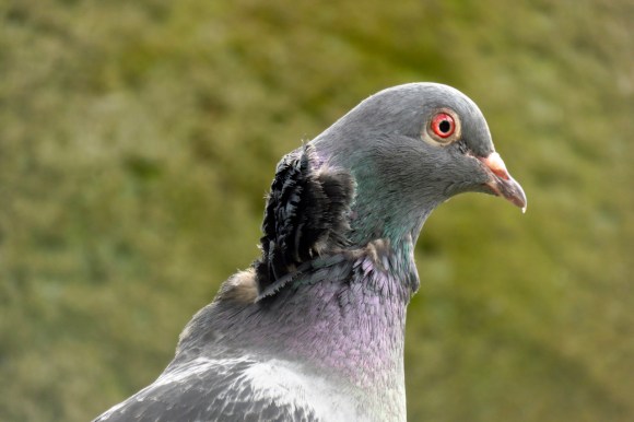 Wounded pigeon, 11/4/17