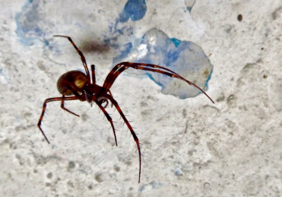 Cave spider, 22/5/17