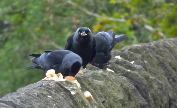 Crows feeding, 11/5/17