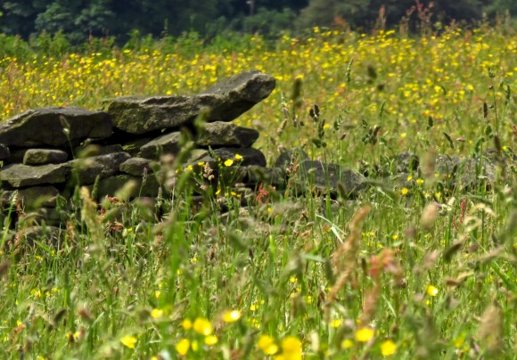 Buttercup field, 3/6/17