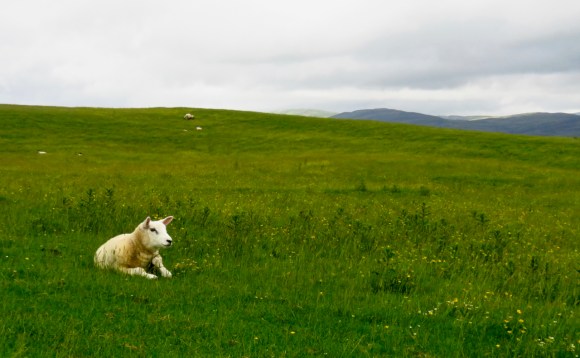 Contented sheep, 24/6/17
